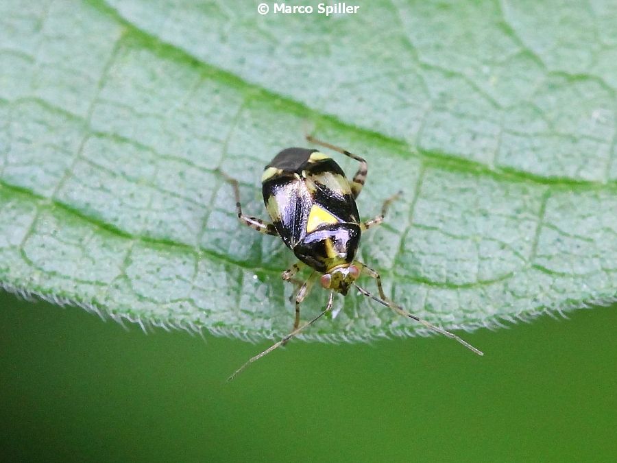 Liocoris tripustulatus - adulto e ninfa